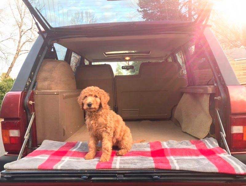 Brock Keen's Dog And Range Rover Classic